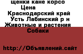 щенки кане корсо › Цена ­ 20 000 - Краснодарский край, Усть-Лабинский р-н Животные и растения » Собаки   